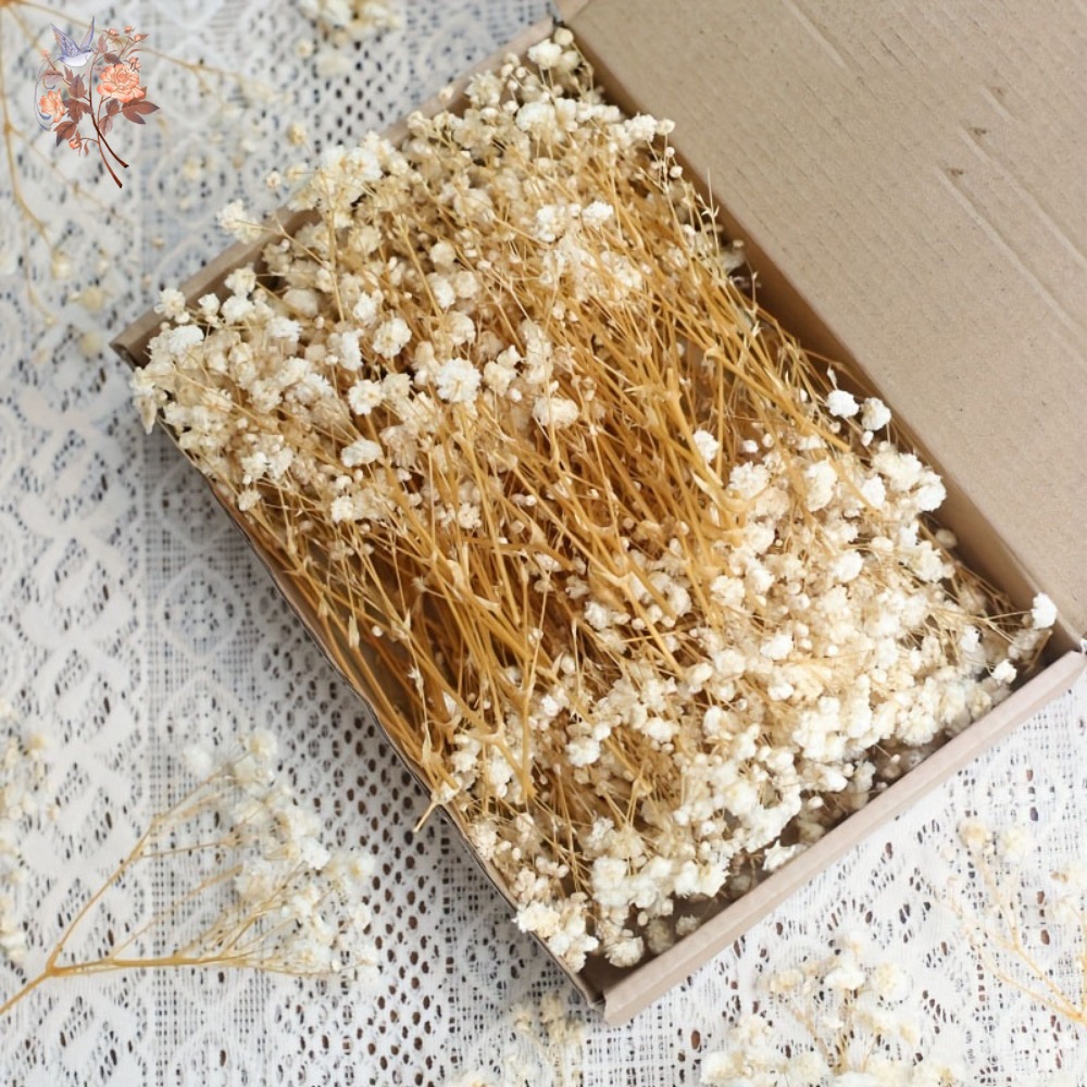 100 adet Mini Kurutulmuş Cipso - Craft Embellishment incelemesi ve fiyatı